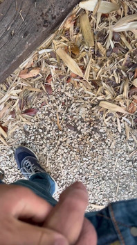 Peeing in the Garden