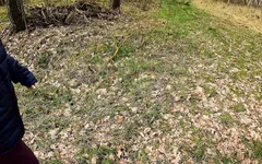 Slapping Her Naked Vagina on Table in the Woods