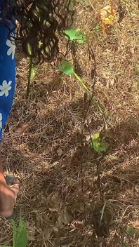 Il desiderio che è sorto quando andai nella foresta di portare qualcosa da Cook.
