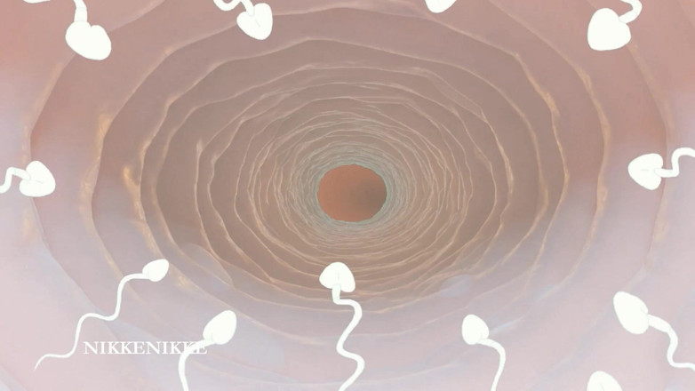 Nikkenikke animation: Yaoi: Permainan Spermtazoid: Naik Tahap Dalam Keldai Kecilnya yang Disumbat