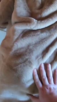 La moglie traditrice succhia e scopa l'amico del marito prima che filmssero episodio 226.