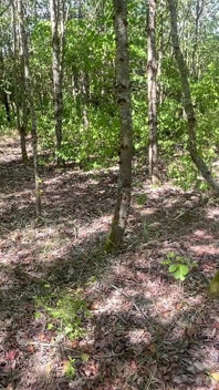 Pego: Caminhada nua e masturbação na floresta