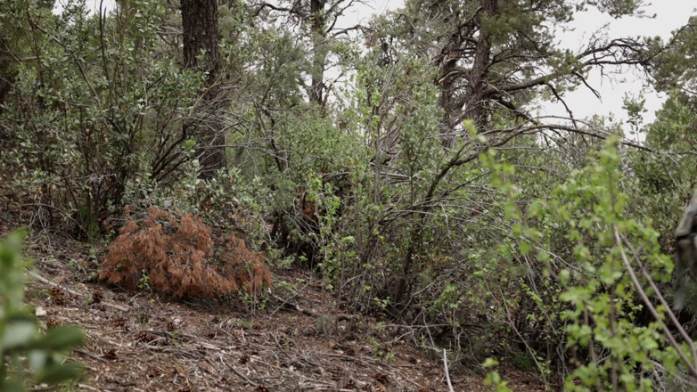 Dirty Cinema: Rites of the Woods
