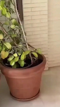 Moglie venezuelana beccata da suo marito mentre visitiamo la loro casa!!
