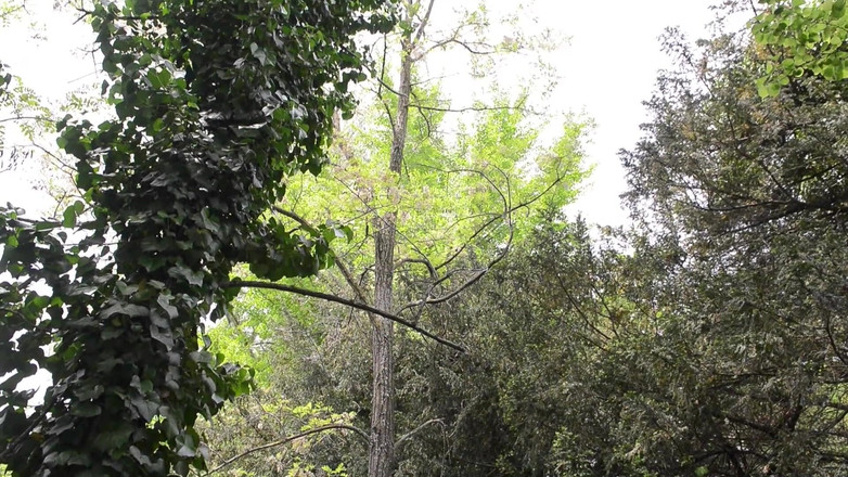 BDSM Deutschland: Wytatuowana stadnina funtów Dwie inked dziwki z ogromnymi sztucznymi cyckami...