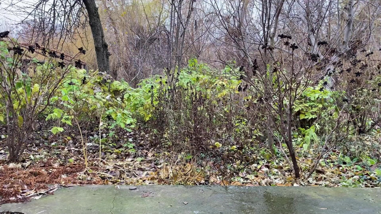 OurFetishLife: Every Stepmother Should Make Her Stepson's Dream Come True