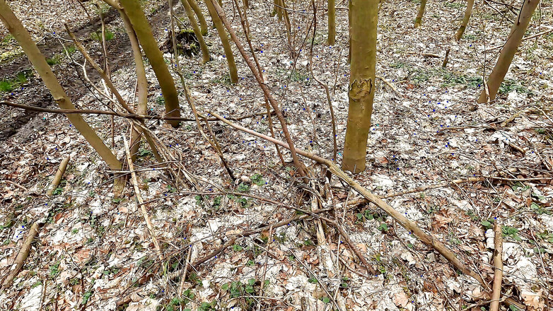 Bouncy Tits Action: Solo tette schiaffeggiando nei boschi