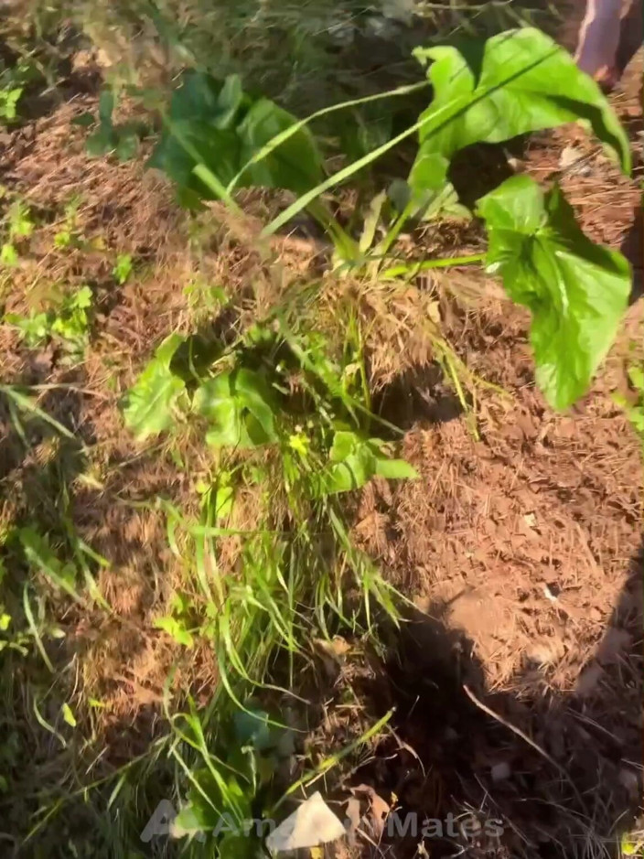 AmateurBoysPissing: Um Garoto Ruiva Foi Fazer Xixi Na Floresta E Seu...