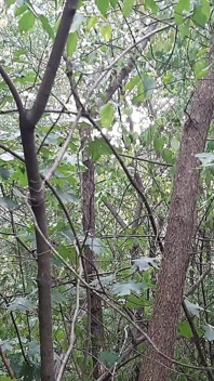 Risky Lesbian Masturbation in the Forest