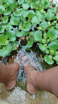 Chilling by the Water Lillies