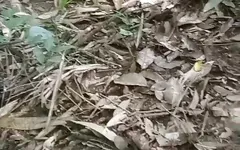 Masturbating in the Woods Until It Spurts