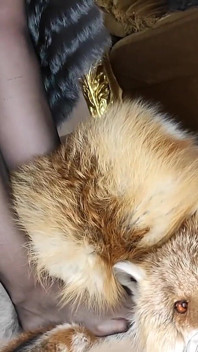 Fuck Fur, Squirt and Pee on Fur
