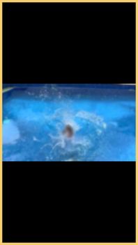 Wifey Wet Shirt in the Pool with Perfect Braless Tits