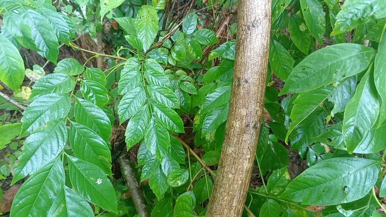 Sano lado: Nepali Jungle Vloge Sali Vena Sex Video