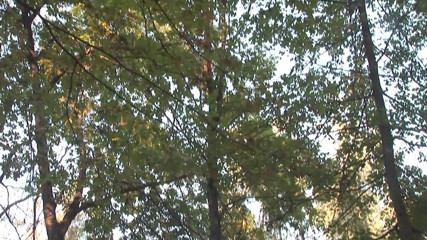 Bad Boyz: I cattivi ragazzi sono cattivi nella foresta
