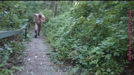 Nudist Stairs on the Forest Mountain, Outdoor Fun