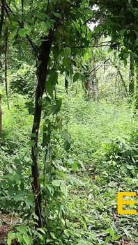 अच्छे लंड के साथ सिर्फ एक और खेत का दिन