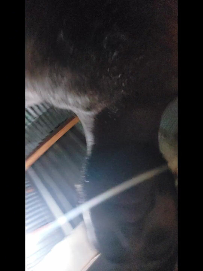 Nikabgirl19: 리얼 하스벤드 마누라