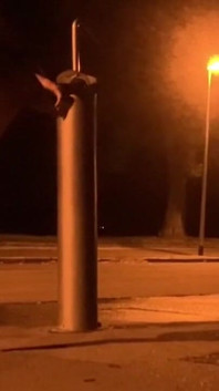 Fucking Myself in a Park with a White Dildo