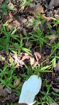 Blond Bitch Fucked in Forest with Creampie