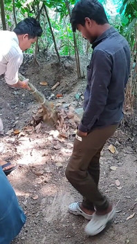 Tres chicos universitarios disfrutan del sexo en el bosque detrás de la casa