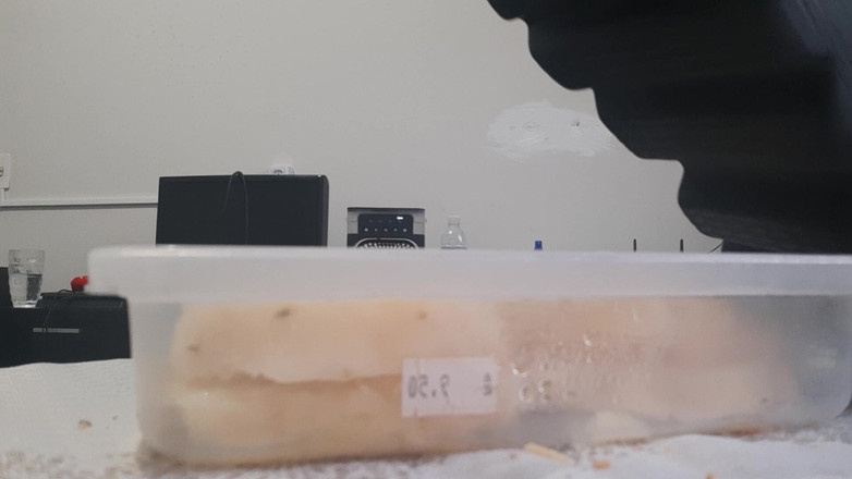 Bladexfeet: Menghancurkan Nanas Dengan But