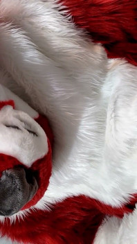 Furry in Full-body Fursuit Pisses on You, Then Cums Over Himself