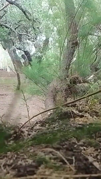 Bapa tiri Membawa Saya Ke Hutan Dan Mengambil Dara Saya, Saya Berikan Dia Hadiah Krismasnya