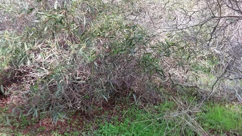 martinawest: Nenek mencari kekasih yang dientot di hutan
