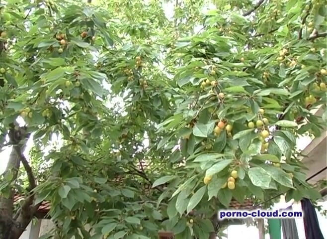 Porno Cloud: 庭の毛深い猫