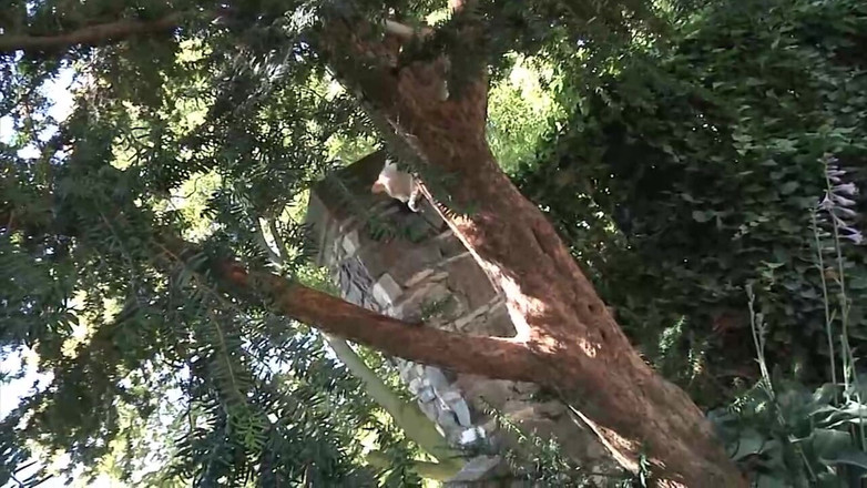 Muschi movie official: Sexy blonďatá děvka má několik ptáků (celý Muschi Original