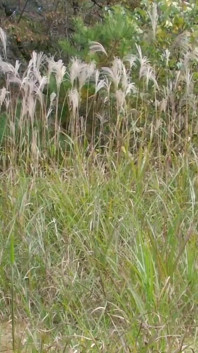 Niềm vui của mùa thu