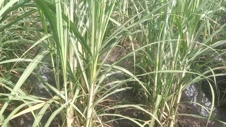 Priyanka314: 德西朋友的妻子在番石榴种植园抱着和挤压乳房