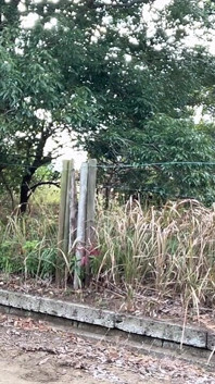 Latihan diri 51. Secubit datang dengan melancap rotor di jalan
