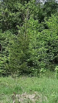 dehors dans les bois, complètement nu, énorme