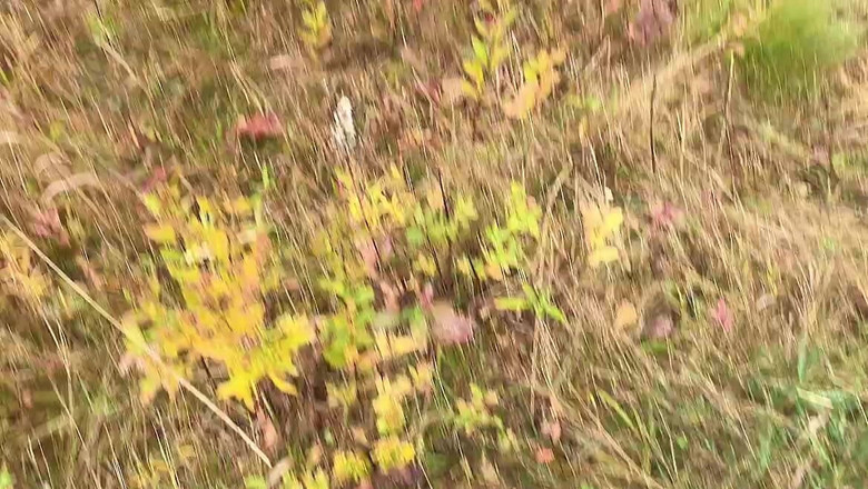 sweethanajapanese: 彼女の小便はなんて素晴らしいのでしょう