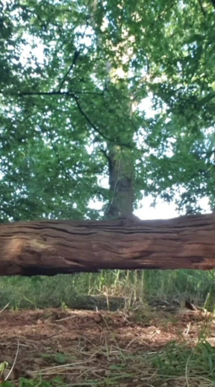 MaleModel: Nudità nella foresta