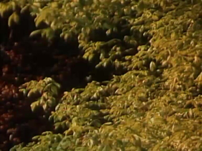 Java Consulting: Annouchka y Joël escena vintage