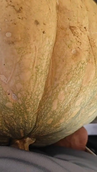 Hungry Dick Among Pumpkins for Halloween.