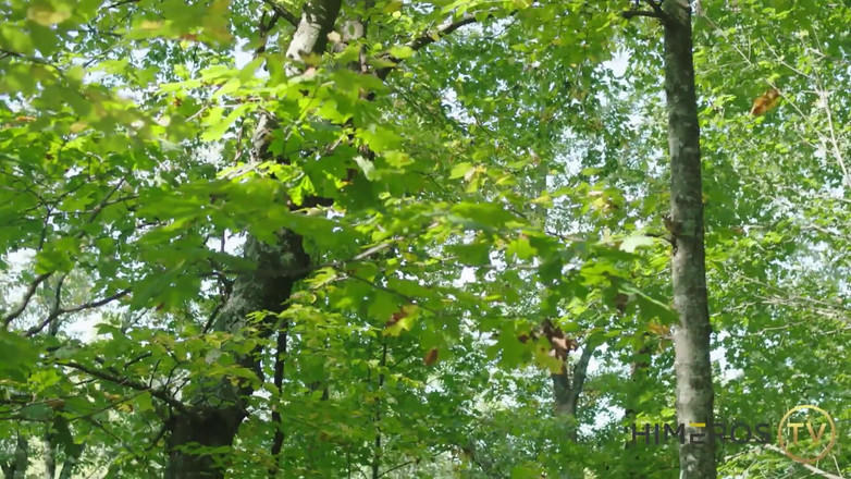 Himeros.tv: Caveman-sex