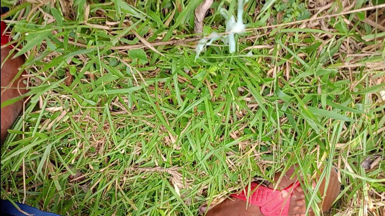 LinearOrnament35: Vlog sex schütteln macht penis länger