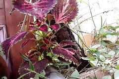 Gangbang straight: Jako panenka