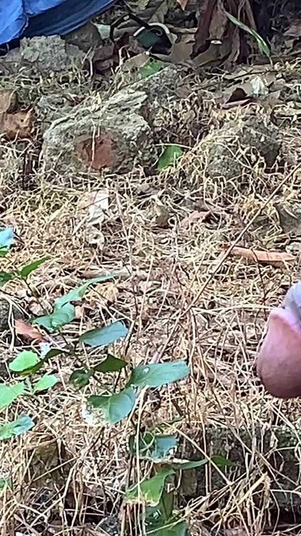 Nuragee: When I Went to the Forest to Pick Grain.