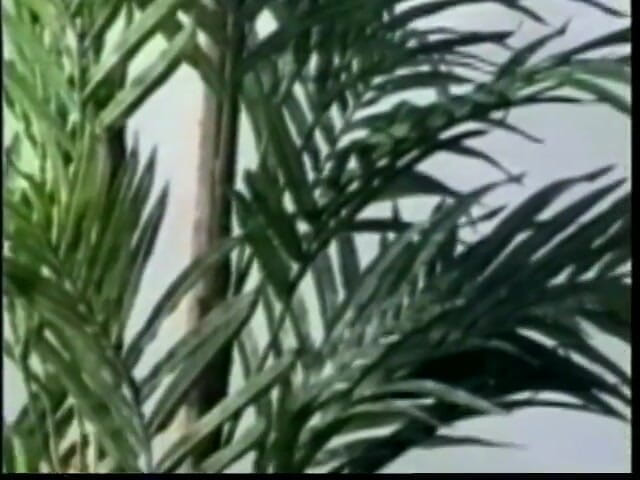 Vintage Usa: Vintage hairy pussy licking fucking big dick sucking