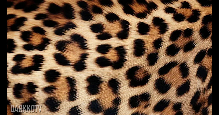 DarkkoTV: 새디 서머스 밀프 인종 간 갱뱅