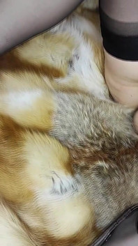 Jag bär en Sable fur coat och suger kuk på en new fox päls filt med cumshot på mina vintage strumpbyxor och tjock päls