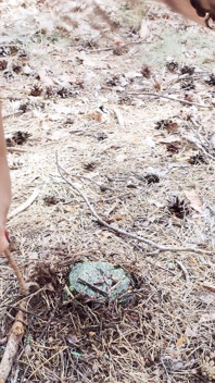 Piss in Forest