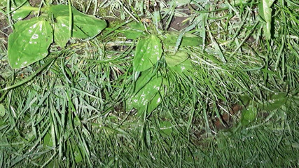 Lesbian-candys: Po spacerze, dwie nieznajome wiejskie dziewczyny gorąco zerżnięte z Dirty...