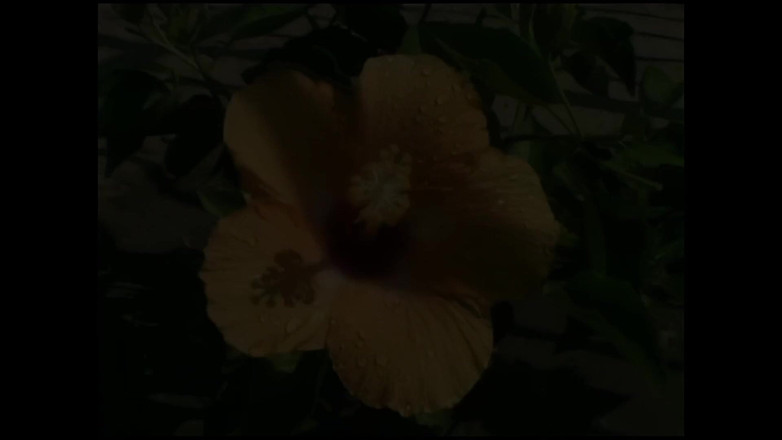 RATATATA!: Eve Laurence kacau tanpa ragu-ragu oleh pejantan besar di tepi...