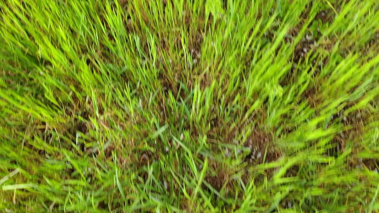 Bayer911: Pie by the Oak